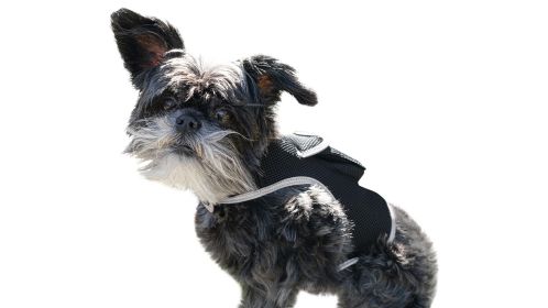Portable Pocket Dog GPS Tracking System Waterproof Pet Finder Tracker Size:L